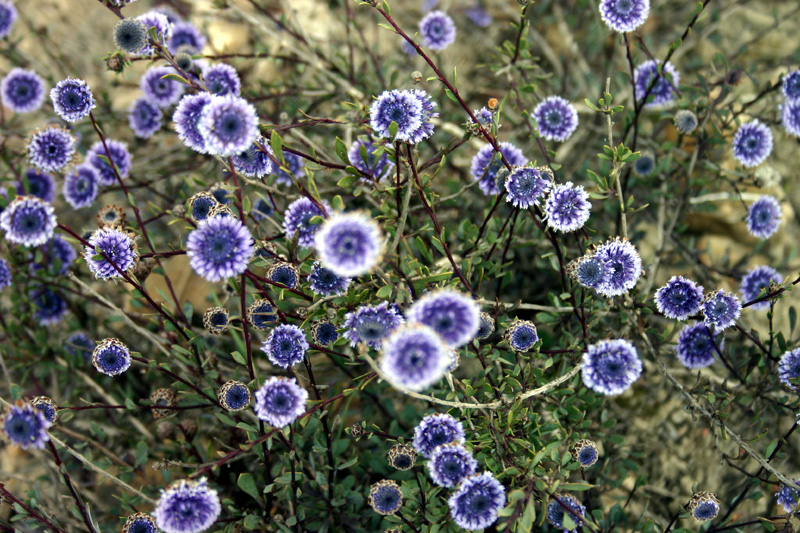 Globularia alypum / Vedovelle cespugliose